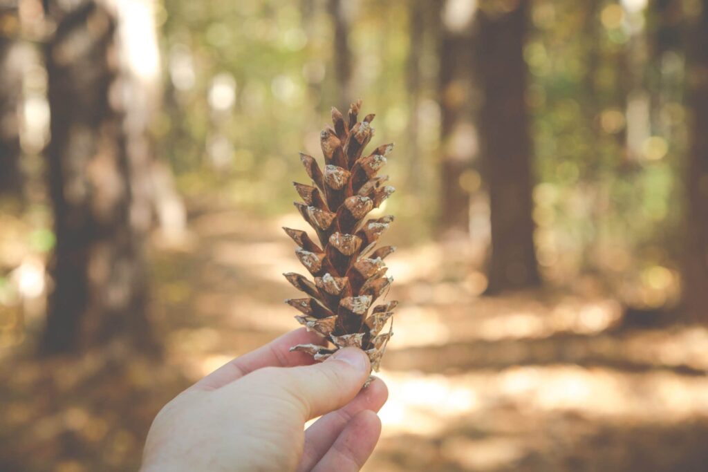 hand holding up single pinecone