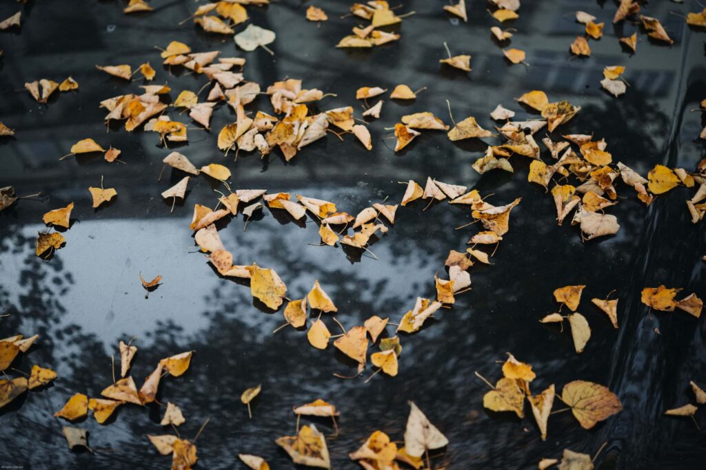 fall leaves in shape of heart