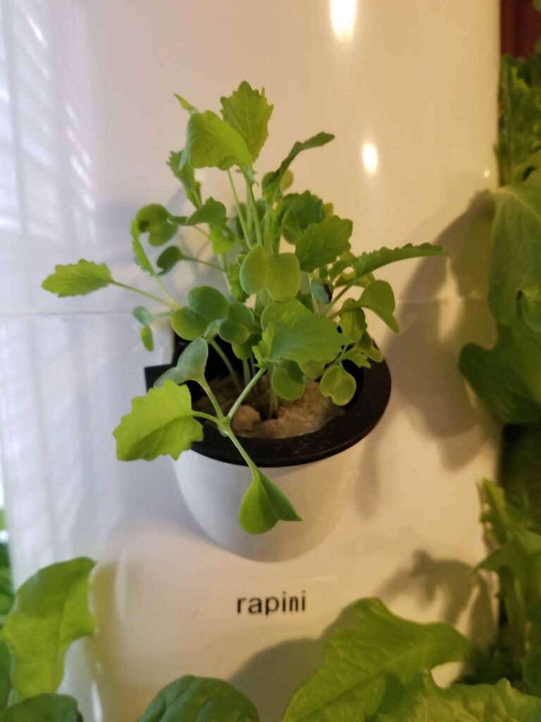 potted plant