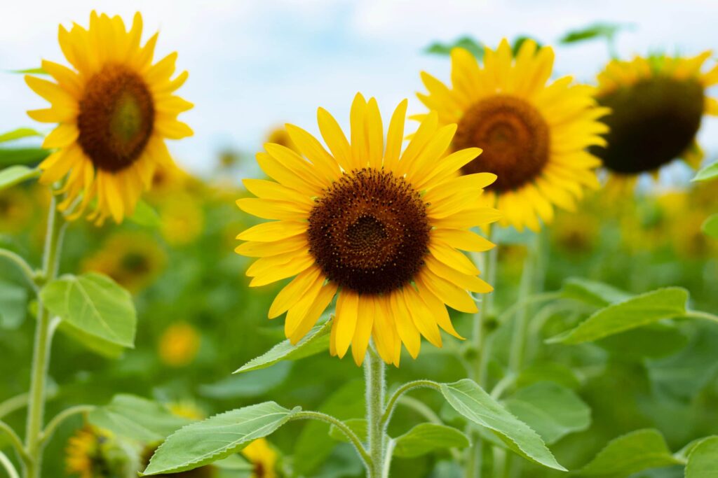 sunflowers