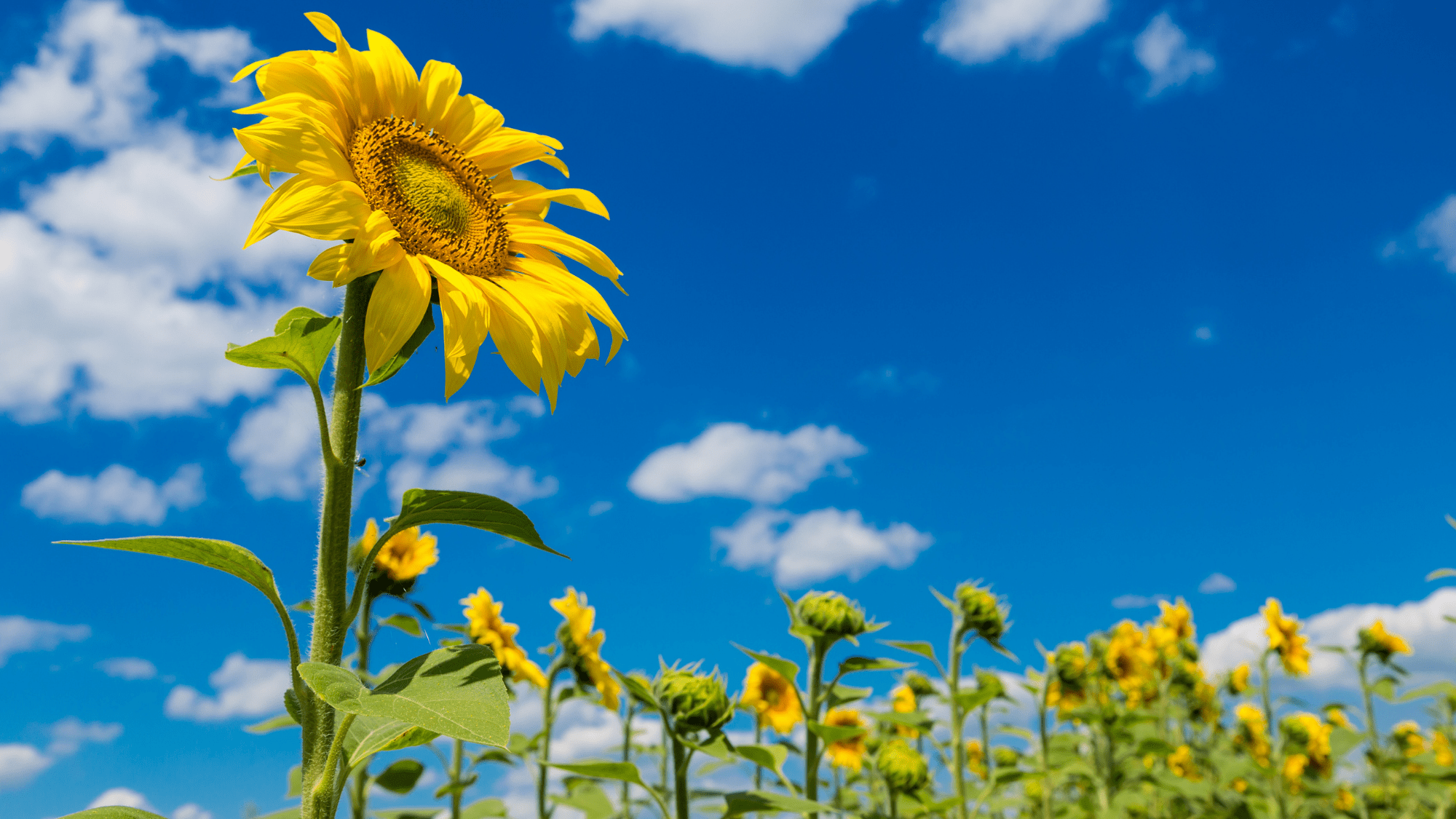 sunflowers facing the sun in a field
