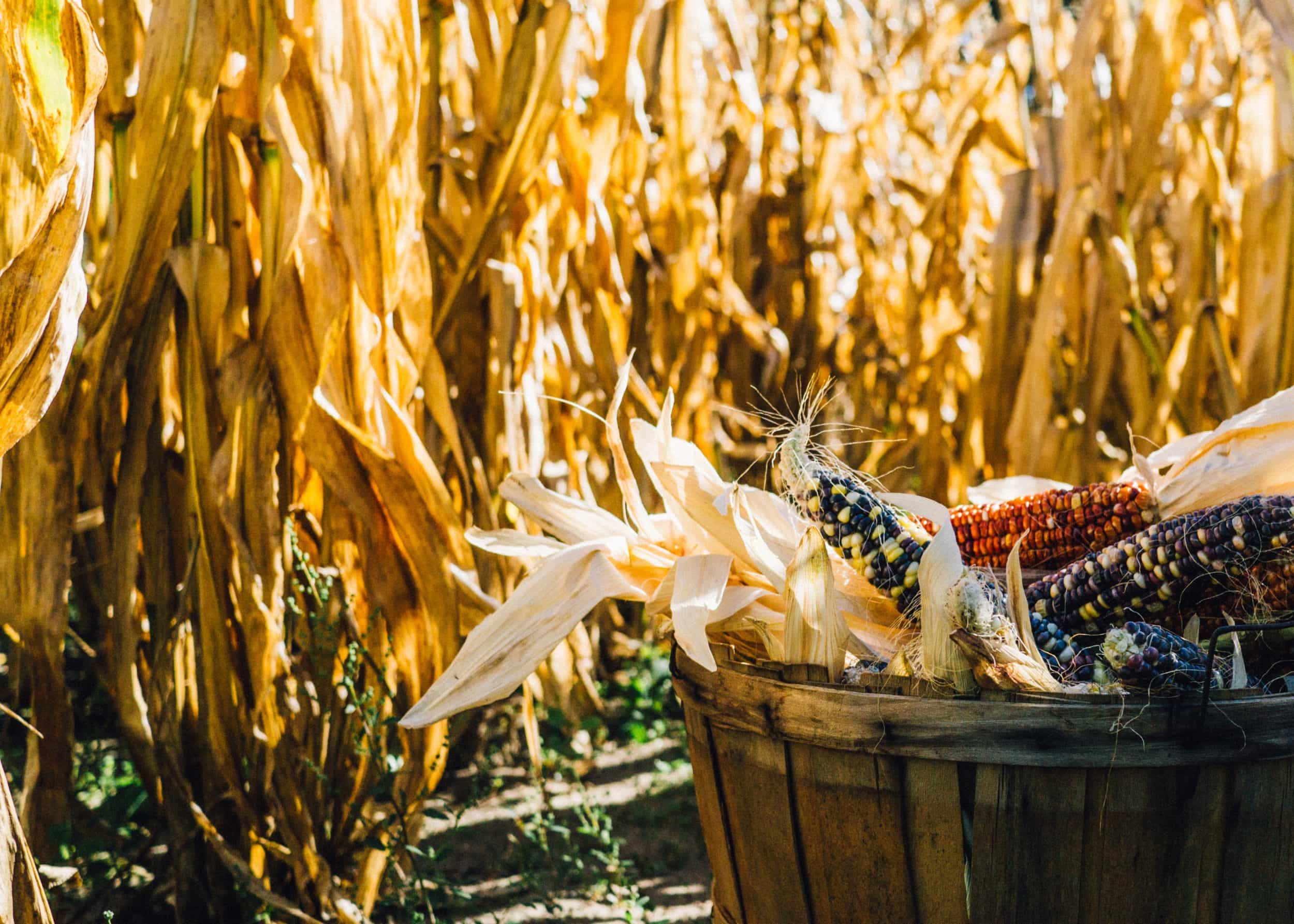 Indian corn in crate near corn field in autumn