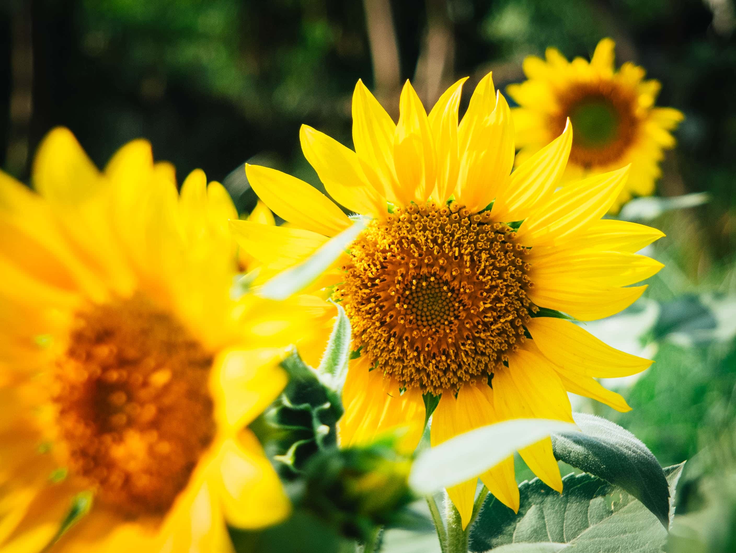 Three sunflowers in summer