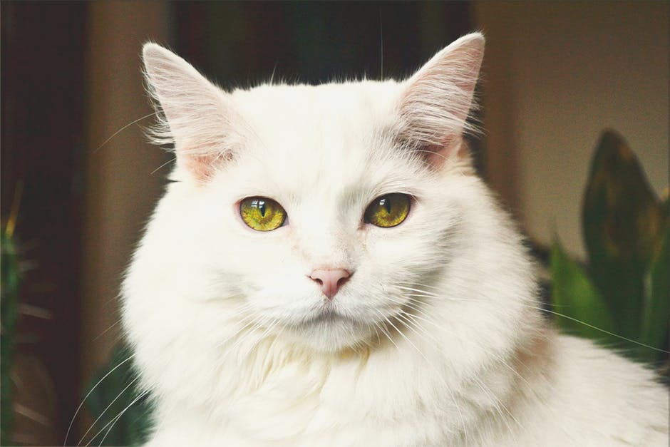 White Cat