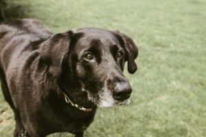 black labrador pet