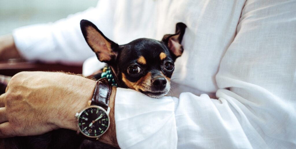 Pet Therapy Chihuahua at The Kensington White Plains