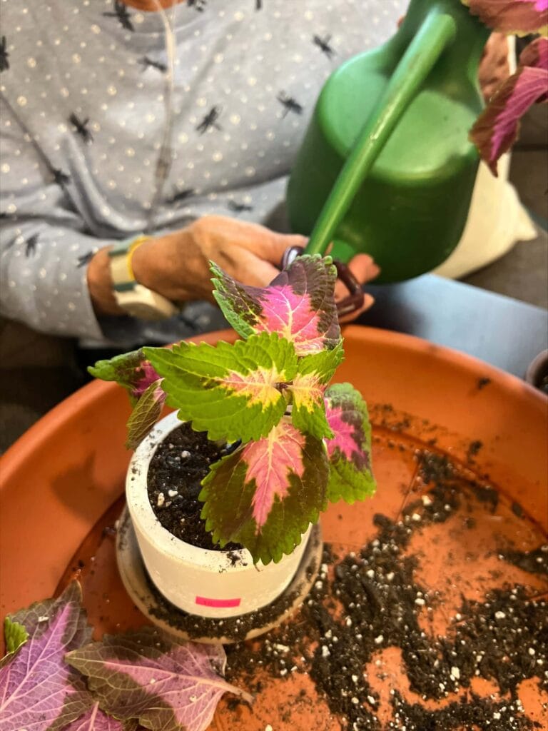 senior woman watering a plant